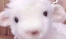 最新爆料小羊崽,揭秘娱乐圈背后的惊人真相！